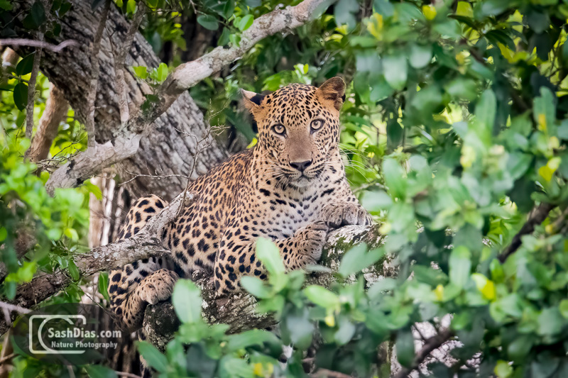 Leopard-Tree